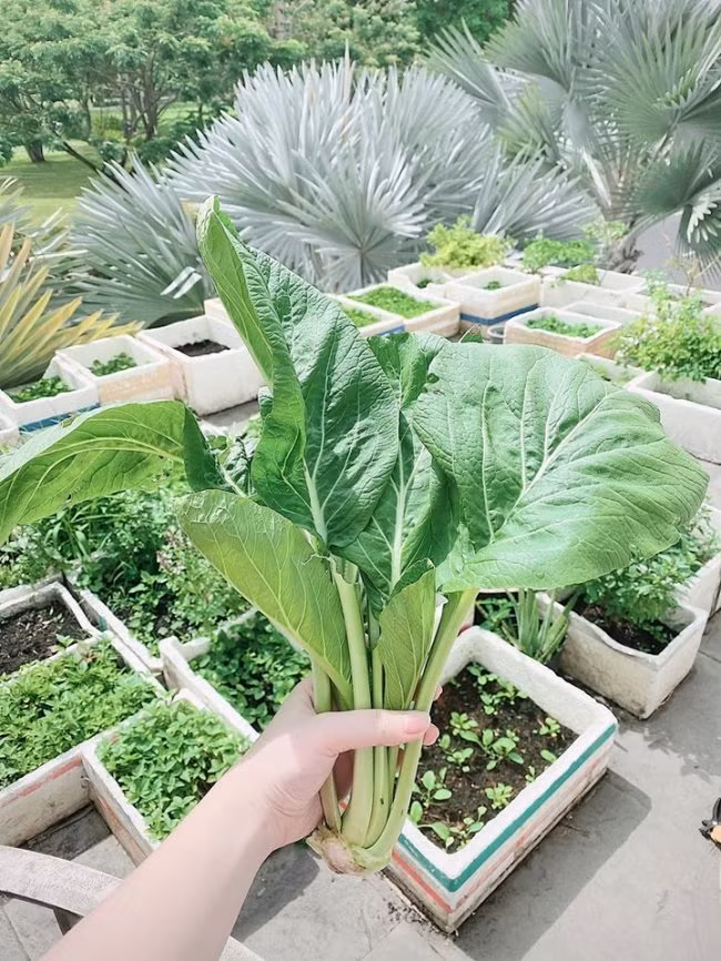 Trên tầng 2, Bảo Thy thiết kế một khu vườn nhỏ cung cấp rau xanh cho gia đình. Ảnh: FBNV