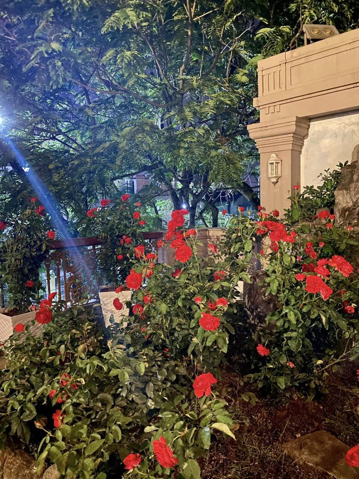 Biệt thự của Vy Oanh ngập tràn sắc đỏ của những khóm hồng rực rỡ của hoa hồng, tạo nên góc vườn thật lãng mạn. Ảnh: FBNV