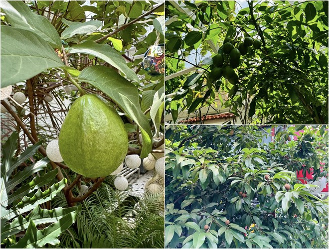 Ngoài ra còn có nhiều cây ăn trái như ổi, cóc, hồng xiêm... Ảnh: FBNV