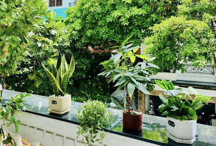 Vườn nhà Vy Oanh còn có phong lá đỏ, thài lài tím, hồng môn... Ảnh: FBNV