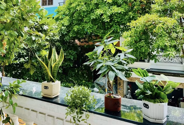 Vườn nhà Vy Oanh còn có phong lá đỏ, thài lài tím, hồng môn... Ảnh: FBNV