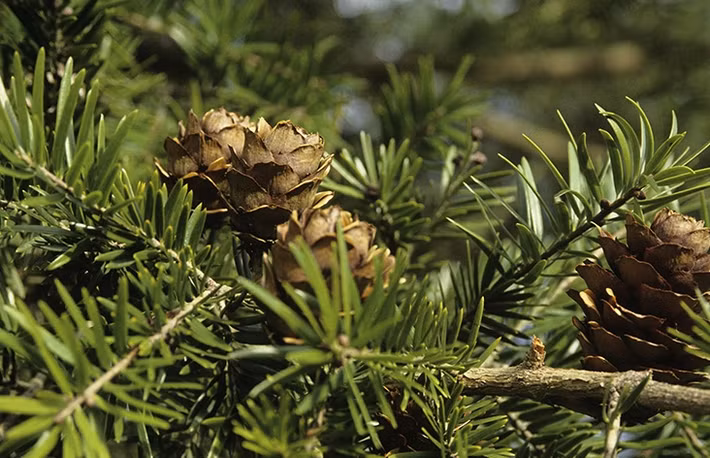 Lá cây du sam thuộc dạng lá kim, chiều dài lá từ 4-6cm, rộng 3-4mm. Ảnh: Nghego