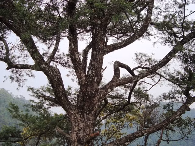 Cây du sam là cây gỗ lớn, chiều cao có thể đạt tới 40-50m và có đường kính khoảng 60-80cm. Vỏ cây màu xanh xám, sần sùi và thường bị nứt dọc thành từng mảng. Ảnh: Thiennhien