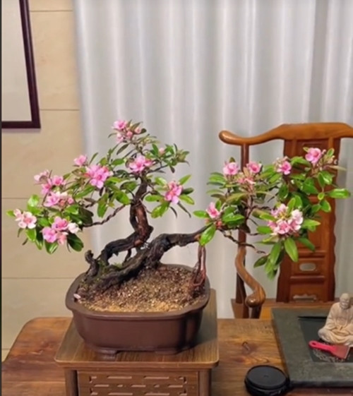 Trên các hội nhóm cây cảnh, sim bonsai được nhiều khách hàng lựa chọn về trưng trong nhà. Ảnh: Tiktok