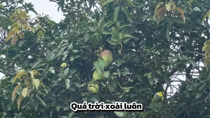 Cây xoài tốt um cho trái to. Ảnh chụp màn hình