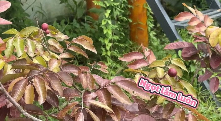 Nhãn tím cũng rụng hết, chỉ còn sống mấy nhánh. Ảnh chụp màn hình