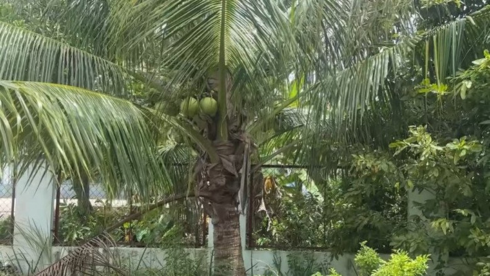 Mùa đầu tiên cây dừa ra trái nhưng rất nhiều quả. Ảnh chụp màn hình