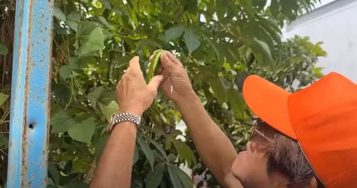 Nhiều cây trái đã quá độ thu hoạch như đậu bắp già không có ai thu hái. Ảnh chụp màn hình