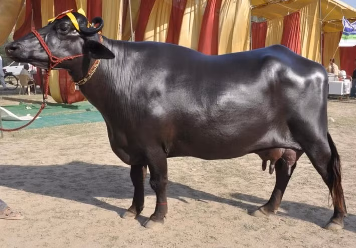  Trâu Murrah là một giống trâu nước có nguồn gốc Ấn Độ, phân bổ ở huyện Fatehabad, Gurgaon, Jind, Jhajjar, Hisar và Rohtak ở Haryana. Ảnh: DM