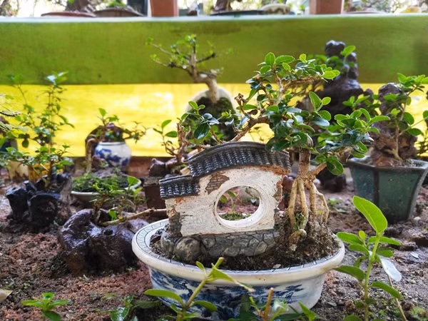 Ngoài chơi bonsai ông đang hướng đến bộ môn nghệ thuật tiểu cảnh mô hình. Ảnh: Người lao động