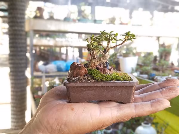 Ông Phúng ấp ủ bộ sưu tập bonsai và tiểu cảnh mini từ khi còn nhỏ. Có nhiều cây được dùng làm bonsai nhưng ông thích nhất là sam hương. Nhiều năm qua, ông đưa giống cây sam hương về ươm trồng, nhân giống, cắt tỉa... và trồng vào các loại vật dụng đủ hình hài như chum, vại, tường gốm, chai, lọ, vỏ ốc, vỏ trứng...Ảnh: Người lao động