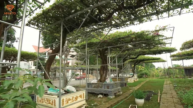 Ngoài bộ sưu tập đồ gỗ trong nhà, khu vườn trồng hoa giấy cũng được gia chủ khá tâm đắc. Ảnh chụp màn hình NhaTo