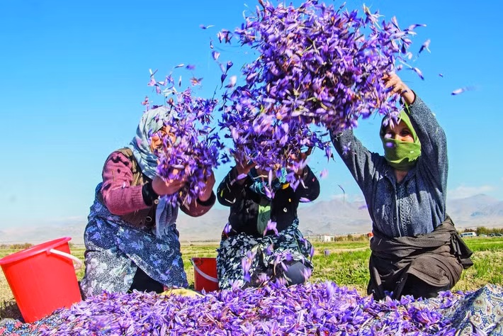 Việc thu hoạch nghệ tây không chỉ đơn thuần là thu thập những sợi nhụy mỏng manh mà còn là sự tôn vinh đất nước, văn hóa và truyền thống. Ảnh: Tehrantimes