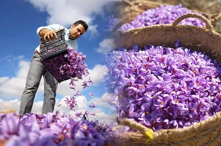 Hoa nghệ tây nở ngắn và rất mỏng nên khi đã nở phải hái ngay. Ảnh: BI