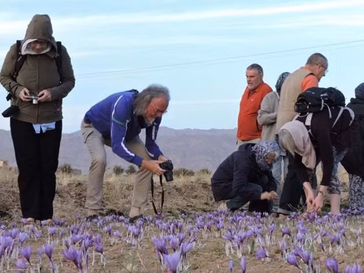 Nhụy hoa nghệ tây được thu hái trong những chiếc giỏ đan lát. Ảnh: BI