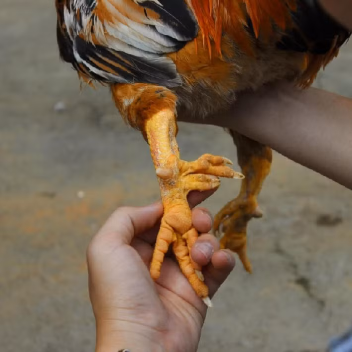 Để mua được một chú gà trống có đủ chín cựa trong thời gian cận Tết, khách hàng có thể phải trả số tiền lên tới 10 - 50 triệu đồng/con. Thậm chí, kể cả có tiền chưa chắc đã mua được giống gà này. Ảnh: Traigiongthuha