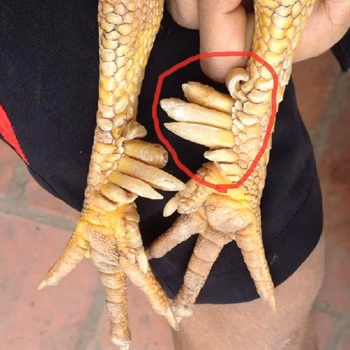 Đây cũng chính là lý do dù giá lên tới hàng chục triệu đồng nhưng không phải cứ có tiền là mua được. Ảnh: Nongsantaybac