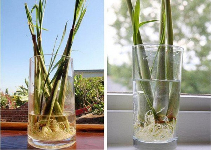 Cây sả trồng trong cốc nước xanh mướt. Ảnh: Internet