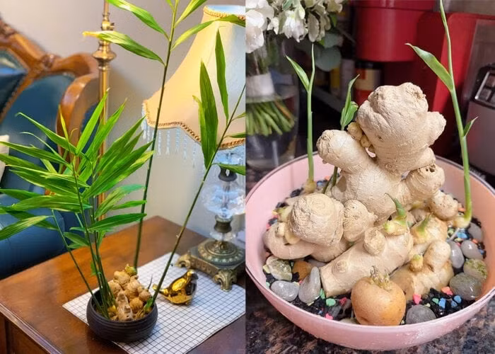 Gừng bonsai được chị em văn phòng ưa chuộng bởi hương thơm nhẹ nhàng, thanh sạch. Ảnh: Toutitao