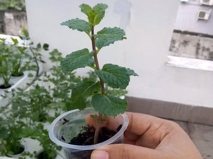 Rau húng mỏng manh đẹp ngẩn ngơ. Ảnh: Facebook