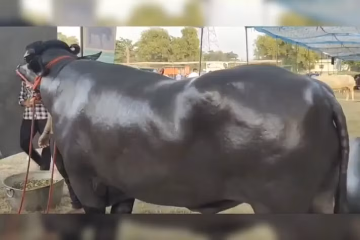 Hàng ngày, một bữa ăn thịnh soạn của chú trâu khổng lồ này gồm 5 kg sữa, 4 kg lựu ngon ngọt, 30 quả chuối, 20 quả trứng giàu protein... Ảnh: DNP India