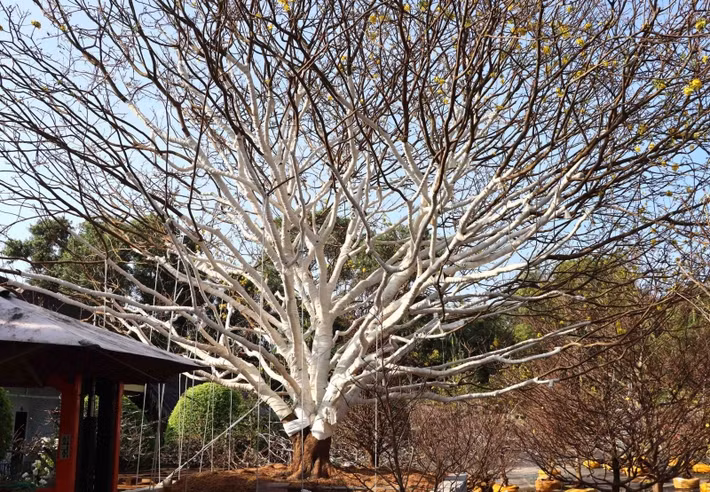 Chủ nhân của cây mai khẳng định, đây thuộc hàng cổ "hiếm thấy khó tìm", khoảng 70 năm tuổi. Ảnh: Cand