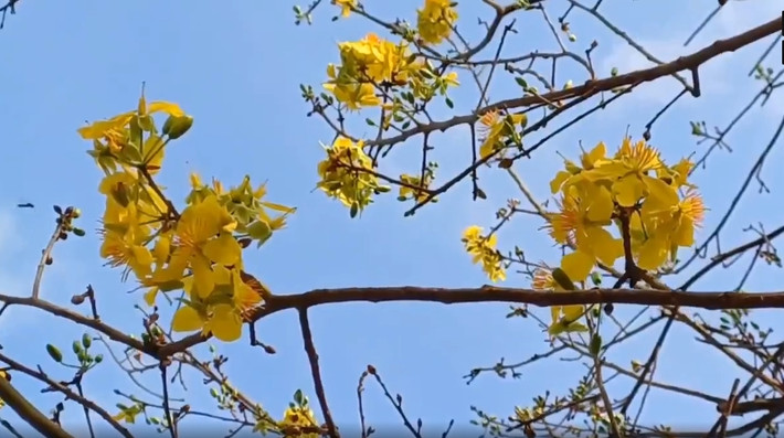 Những bông mai vàng bung nở rực rỡ. Ảnh: Người lao động