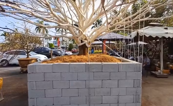 Chủ nhân của cây mai cho biết, việc định giá mai vàng dựa vào thông số của bề hoành (thân cây). Cây mai 70 năm tuổi với bề hoành hơn 130cm là rất quý hiếm. Ảnh: Người lao động