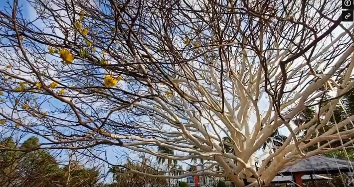 Do quá nặng nên chủ nhân phải thuê thợ bứng cây chuyên nghiệp và dùng ghe chở gạo vận chuyển cây mai từ U Minh lên TP Cà Mau. Ảnh: Người lao động