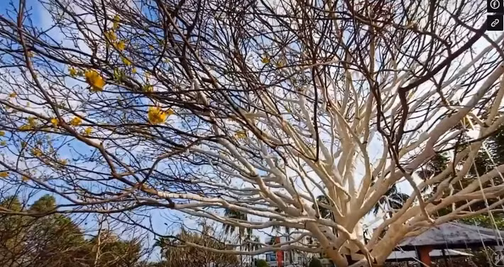 Do quá nặng nên chủ nhân phải thuê thợ bứng cây chuyên nghiệp và dùng ghe chở gạo vận chuyển cây mai từ U Minh lên TP Cà Mau. Ảnh: Người lao động