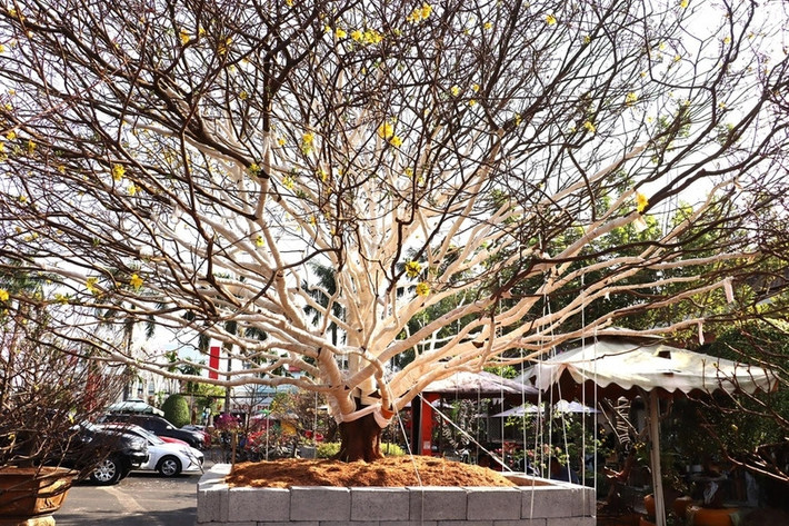 Cũng theo tiết lộ của nhân, dáng thế, tán cây đều tự nhiên, không qua uốn nắn. Ảnh: Bahatinh