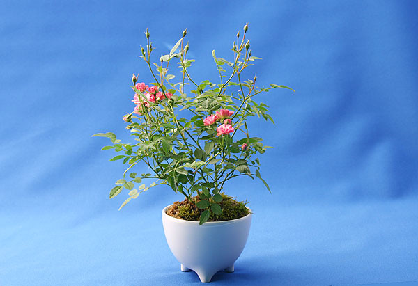 Hoa hồng Misaki đến từ xứ sở hoa anh đào Nhật Bản có màu trắng phớt hồng tuyệt đẹp. Ảnh: Rakuten.