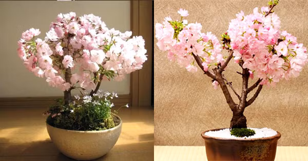 Anh đào Nhật Bản thân lùn, dáng đẹp, hoa thơm, thích hợp uốn dáng bonsai làm cảnh. Ảnh: Internet.