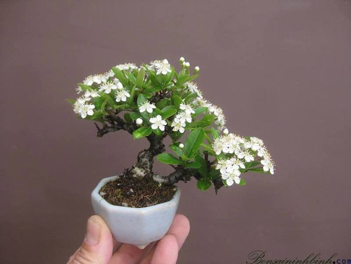 Bonsai mini hoa táo Nhật. Ảnh: FB Táo đỏ Nhật Ban.