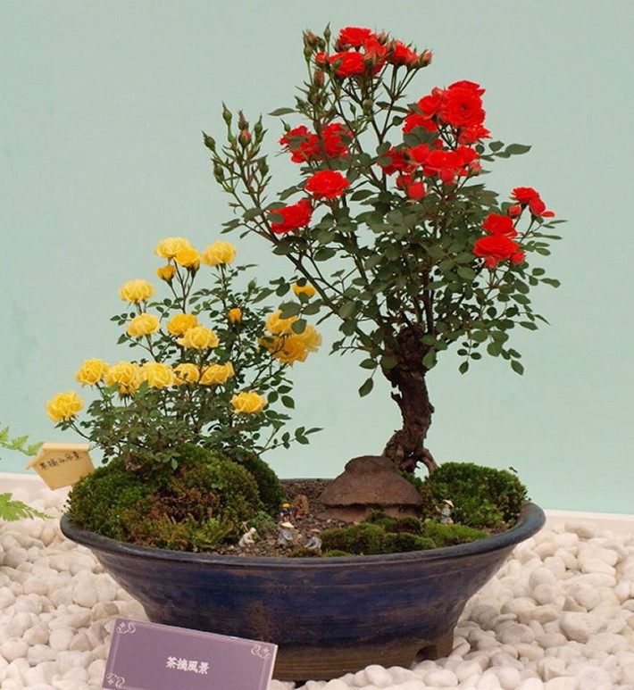 Chậu bonsai hoa hồng tỷ muội Nhật Bản gồm một hồng đỏ và một hồng vàng. Ảnh: FB Dat Nguyen Thanh.