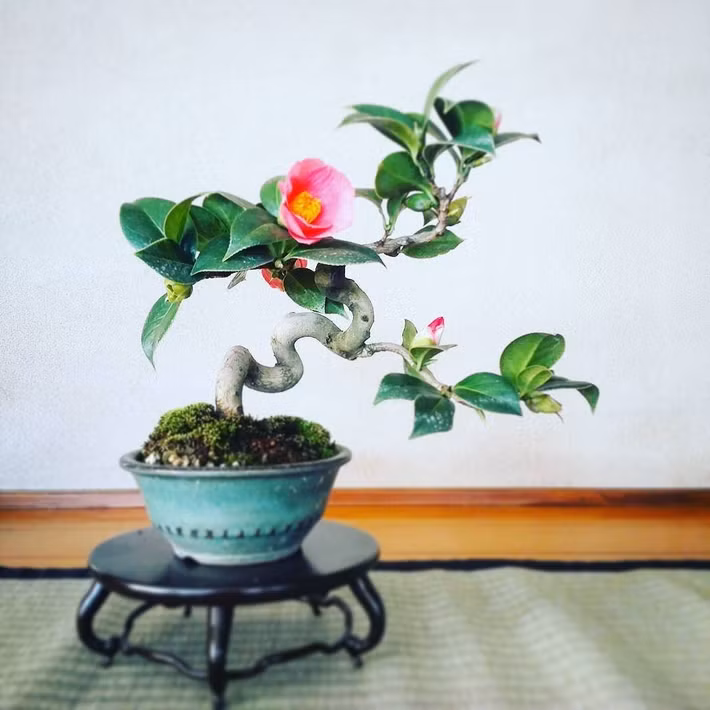 Hoa trà Tsubaki (Nhật Bản) còn được biết đến dưới tên gọi "hoa hồng mùa đông". Ảnh: Printest.