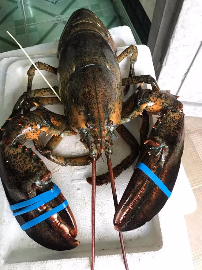 Với trọng lường từ 1-5kg, để mua được một con tôm hùm Alaska, khách hàng phải chi tới vài triệu đồng. Thậm chí, có những con tôm nặng tới 7-8kg, người mua phải tốn cả chục triệu đồng. Ảnh: Zing.