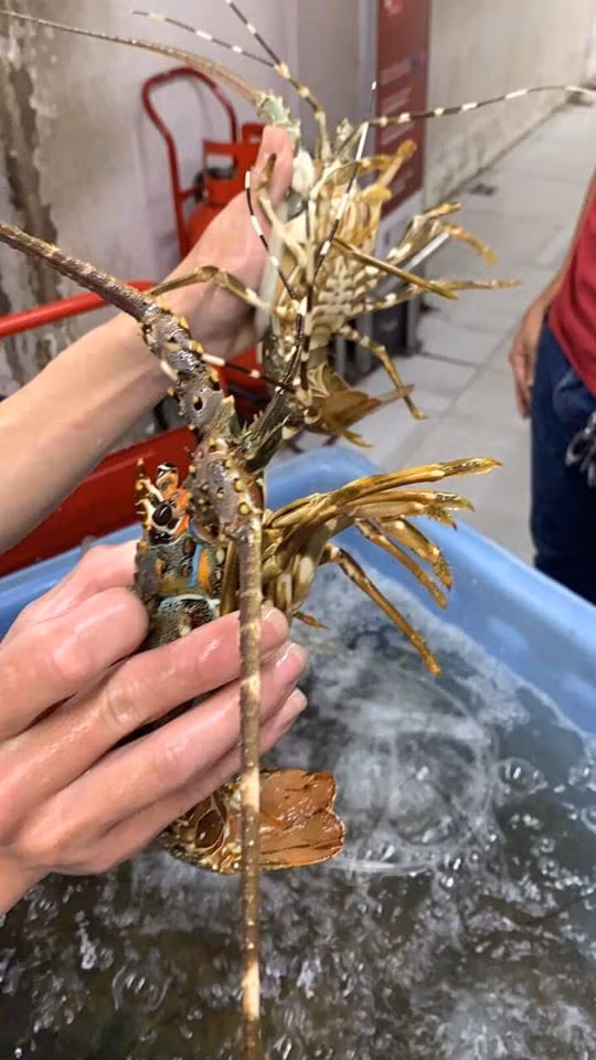 Trước đây, tôm hùm baby loại 3-4 con/kg thường có giá tới 1,2 triệu đồng. Ảnh: Facebook.