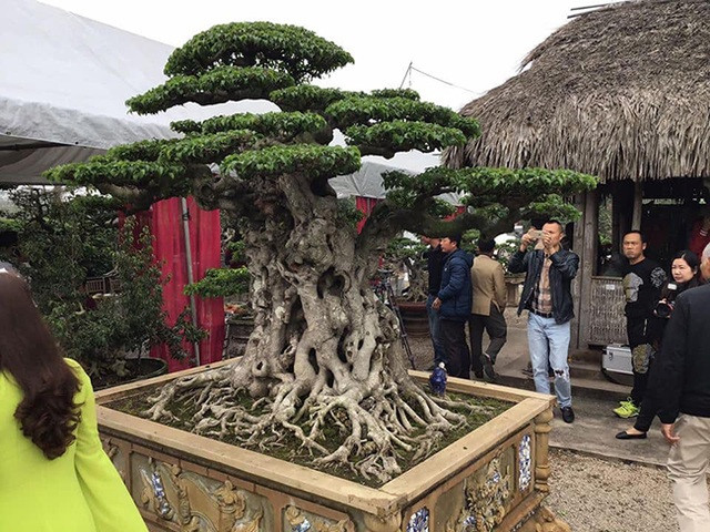 Được biết, cây sanh cổ độc nhất vô nhị này có nguồn gốc là ngọn của một cây sanh khác, được ông Mười cắt ra và chăm sóc trong khoảng hơn 10 năm. Ảnh: Dân Việt.