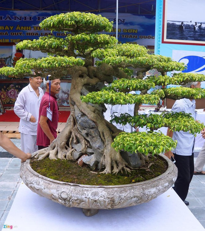 Cây sanh cao 1,2m, có tuổi thọ gần 100 năm. Ảnh: Zing.