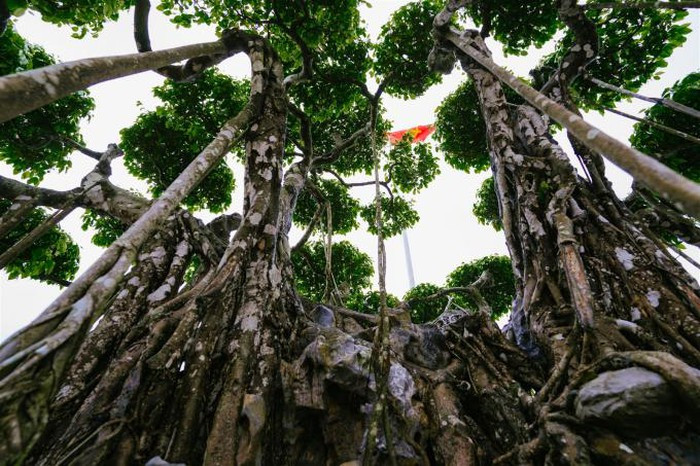 Siêu cây gồm 9 thân vạm vỡ, chắc khỏe tượng trưng cho 9 con rồng, hội tụ từ một gốc liền, tay tán bông đĩa được tỉ lệ một cách rất hợp lý, hình thành 81 bông tán tựa tản vân, phần thân và gốc cây địa y lên toàn thân trắng xóa đã chuyển sang màu đồng dạng nham thạch. Ảnh: Phapluatplus.