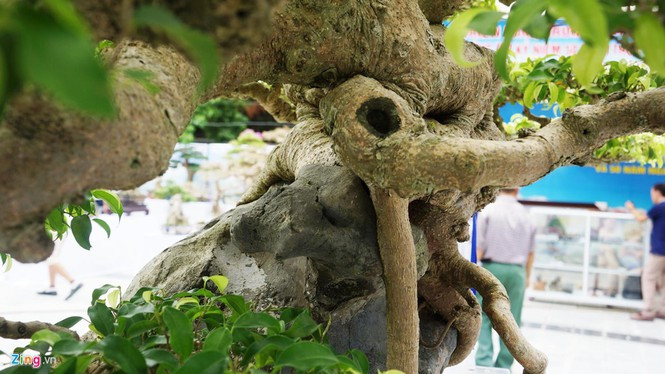 Thân cây có nhiều u bướu, mang vẻ đẹp cổ kính và được định giá tới cả triệu USD. Ảnh: Zing.