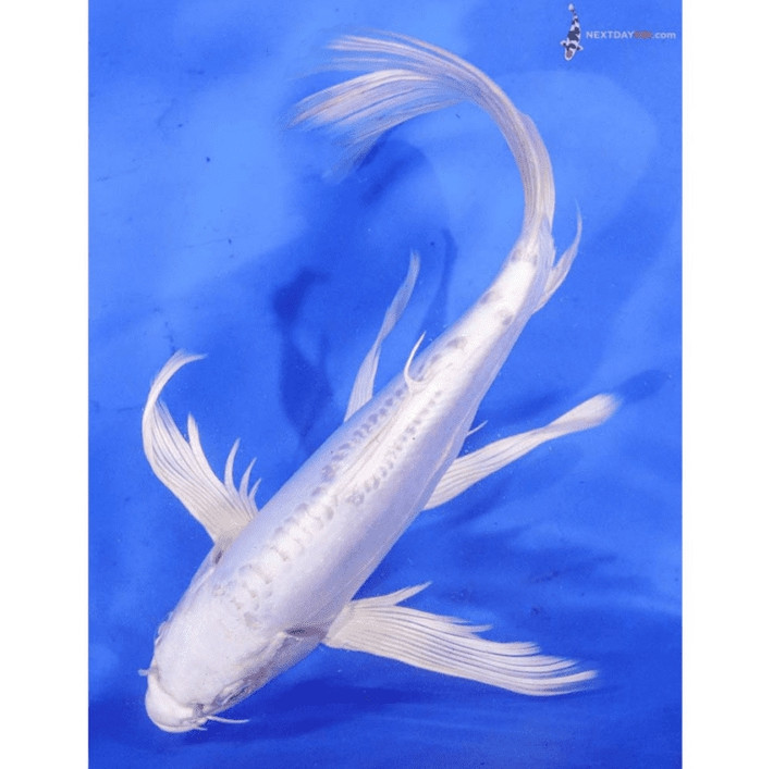 Với mức giá lên tới 300 USD, Platinum Ogon cũng nằm trong top các loại cá Koi đắt nhất trên thị trường. Những con cá kim loại này có thân màu trắng và không có hoa văn. Ảnh: Nextdaykoi