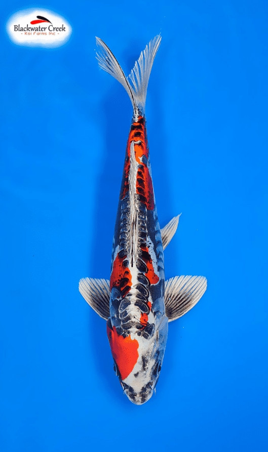 Những chú cá Beni Kikokuryu có thể dễ dàng được bán với giá 2.000 đô la khiến chúng trở thành một trong những loài cá Koi đắt nhất thế giới. Loài cá này thân không có vảy và sáng bóng như kim loại, gồm các màu trắng, đen, xanh lam và bạc. Ảnh: Koisale