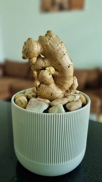 Cho một ít đất vào chậu trồng, vùi khoảng một phần ba củ gừng vào đất và phun nước mỗi ngày để giữ ẩm. Ảnh: Facebook