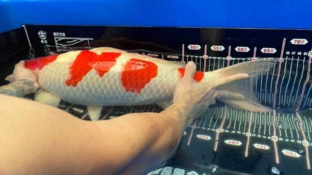 Gần đây nhất, Husin quyết định bán mảnh đất của mình để mua con cá một con cá Koi Kahaku từ trang trại Sakai ở Nhật Bản với giá 300.000 RM (tương đương 1,6 tỷ đồng). Ảnh: Weirdkaya