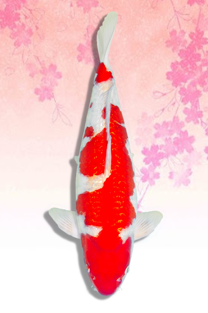 Tuổi thọ của cá Koi Kohaku khoảng 25 tới 35 năm, nhưng cũng có những cá thể sống tới trên 200 năm. Ảnh: Minh Xuân Koi Farm