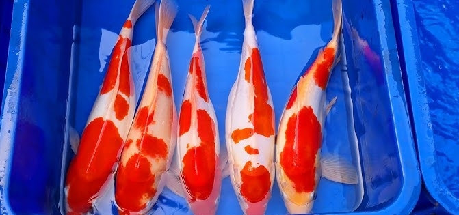 Mỗi con cá Koi trong trang trại của Husinn có giá từ 100 đến hơn 300 triều đồng. Mỗi tháng, Husinn chi khoảng hơn 10 triệu đồng cho thức ăn và vitamin để nuôi cá. Ảnh: YouTube