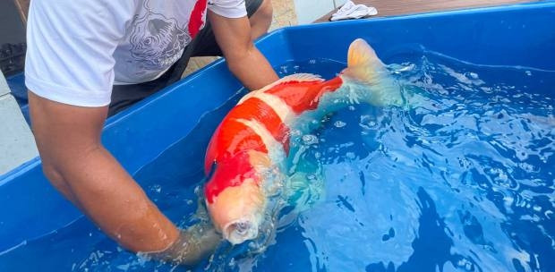 Bởi, trên thị trường hiện nay, giá chú cá Koi này có thể lên tới khoảng 3,4 tỷ đồng. Ảnh: Weirdkaya