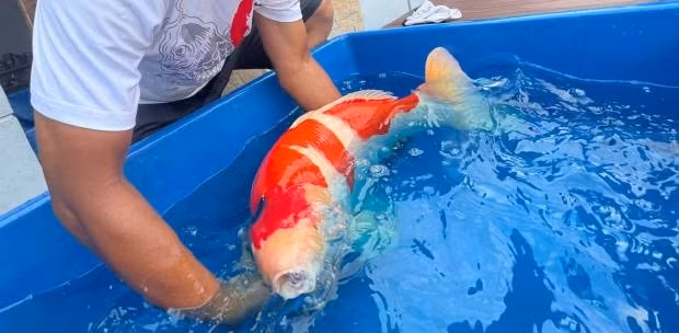 Bởi, trên thị trường hiện nay, giá chú cá Koi này có thể lên tới khoảng 3,4 tỷ đồng. Ảnh: Weirdkaya